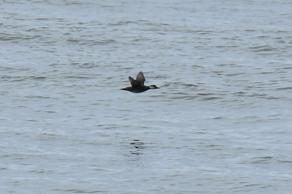 Common Scoter - ML647139712