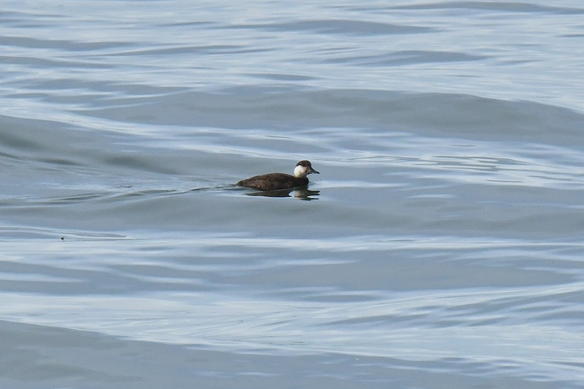 Common Scoter - ML647139713
