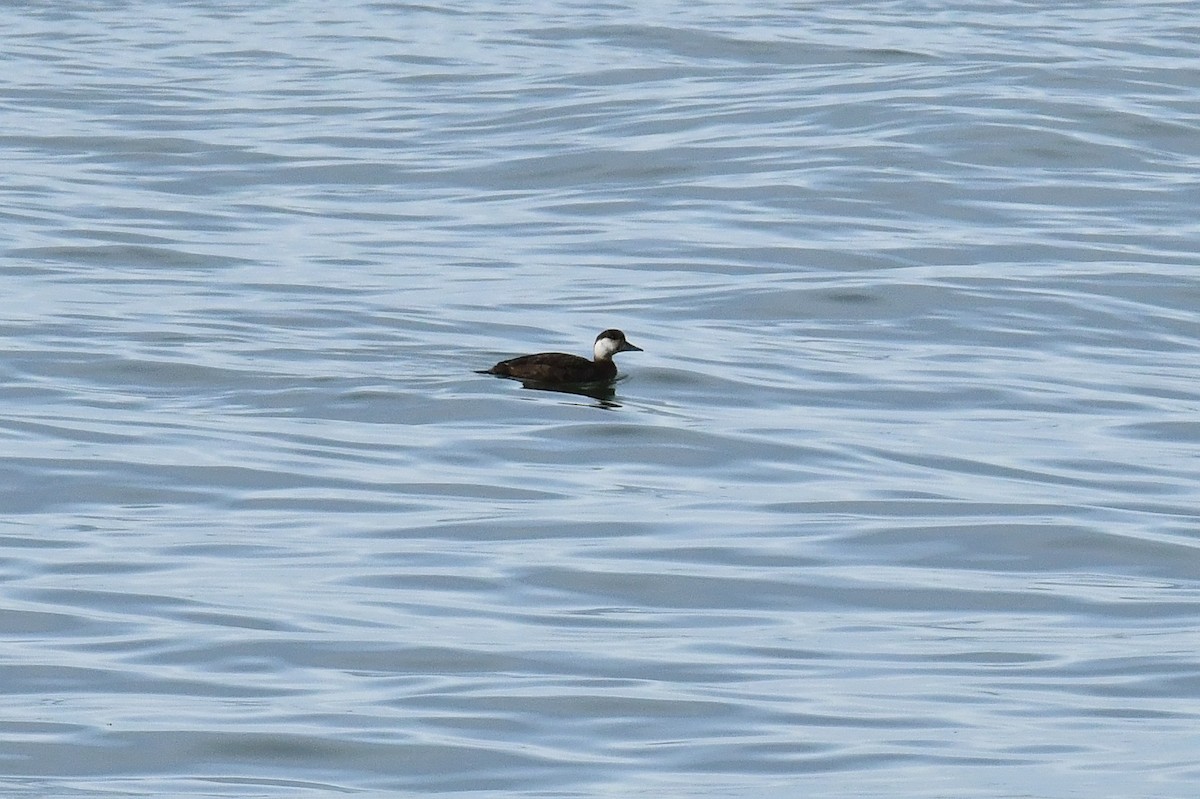 Common Scoter - ML647139714