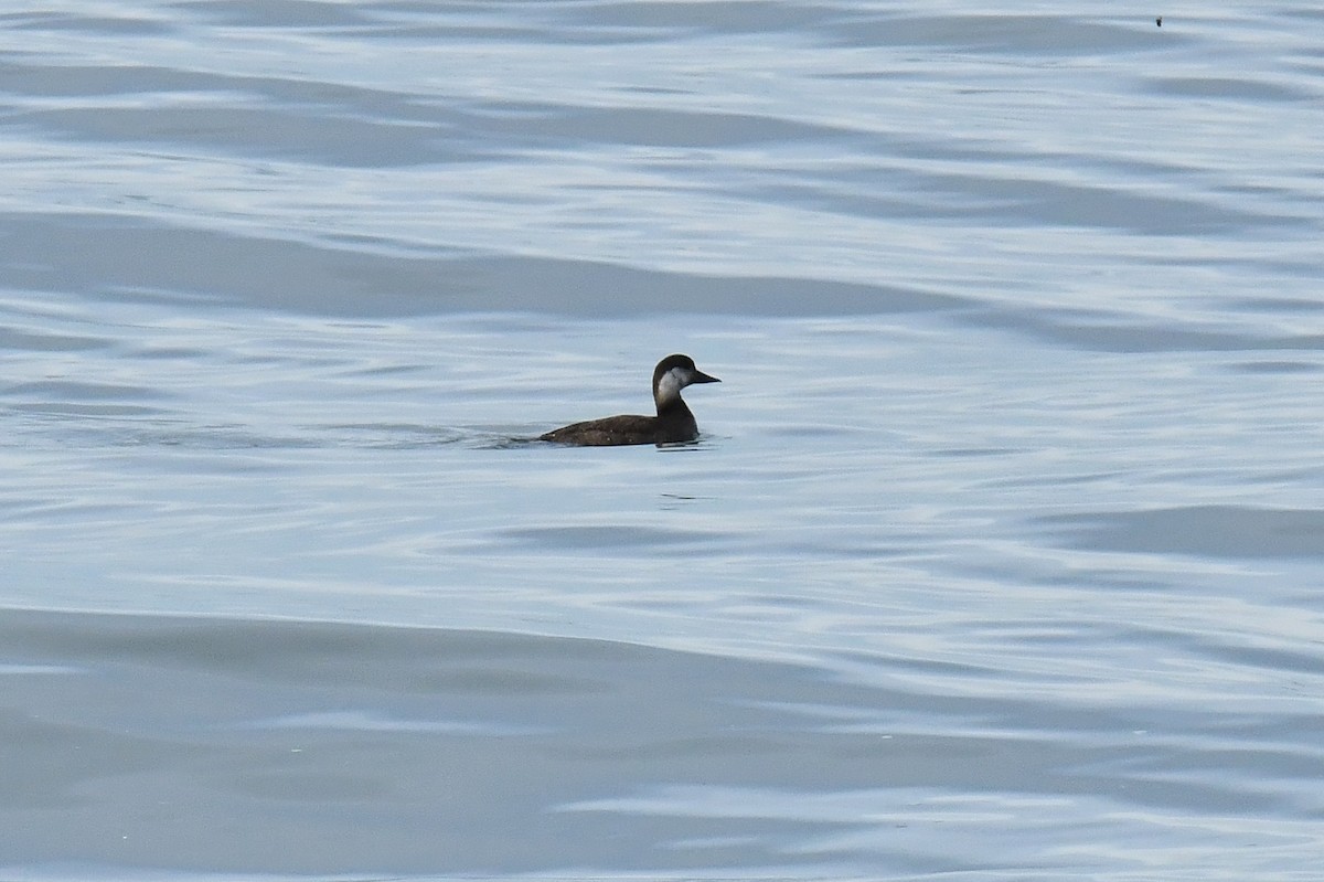 Common Scoter - ML647139715
