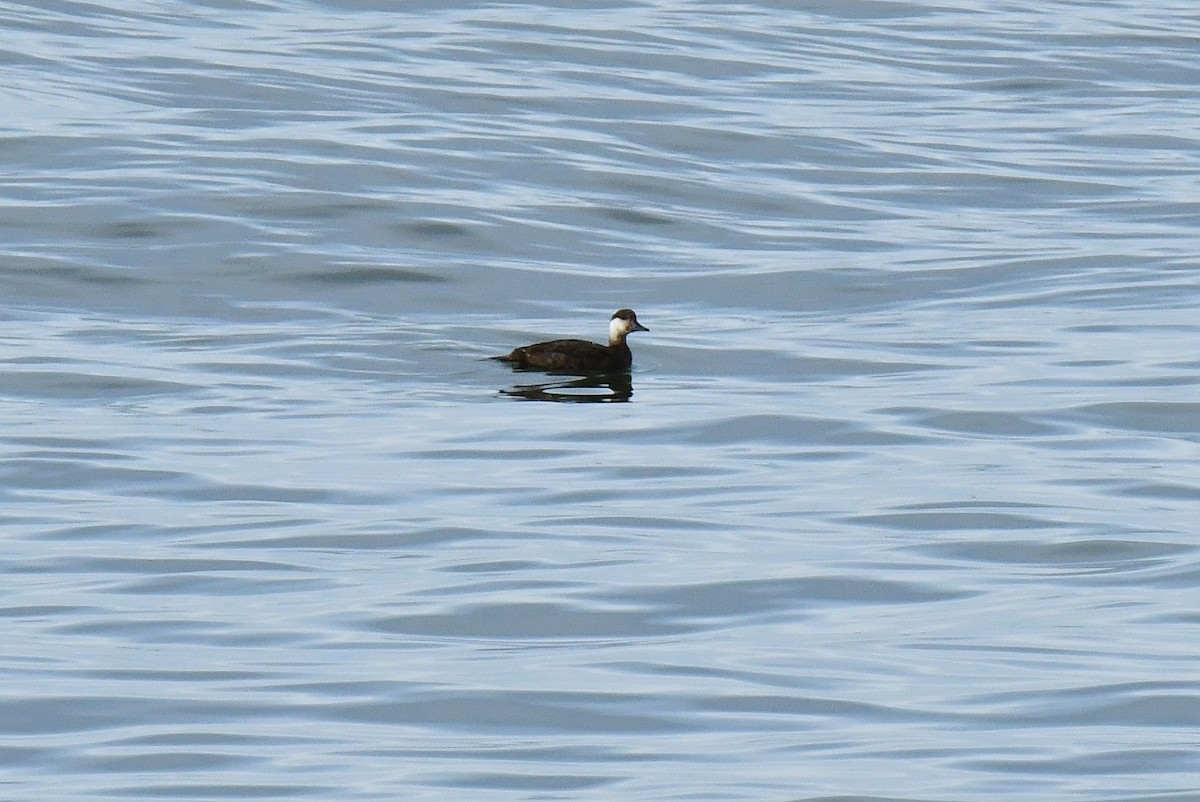 Common Scoter - ML647139716