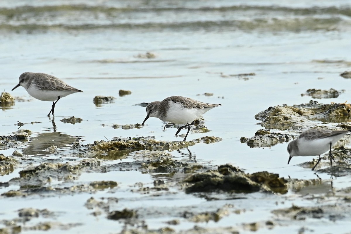 Little Stint - ML647139722