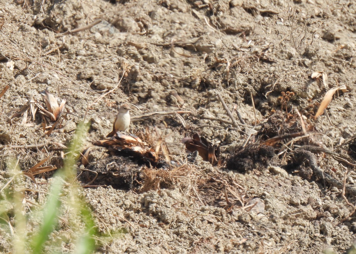 Maquis Canastero - ML647139723