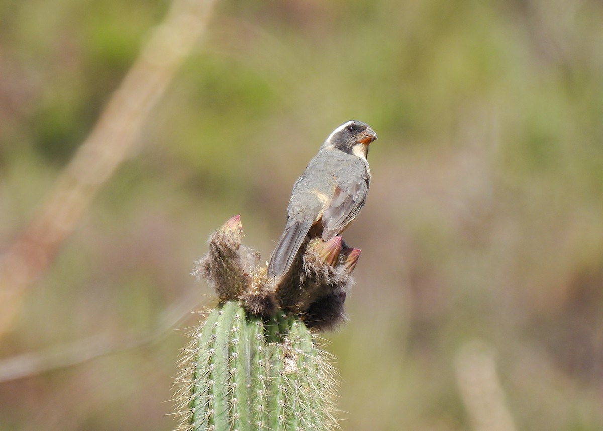 oransjenebbsaltator - ML647139728