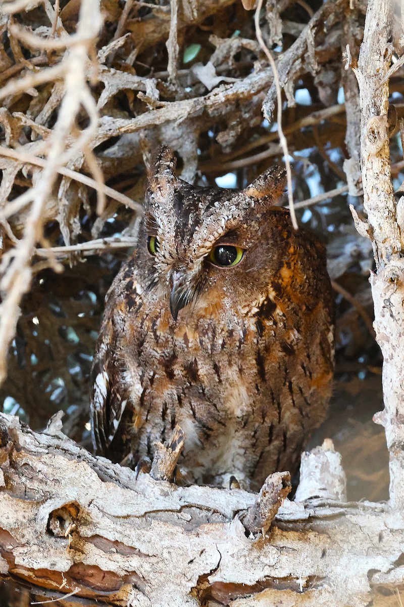 Autillo Malgache (Torotoroka) - ML647139729