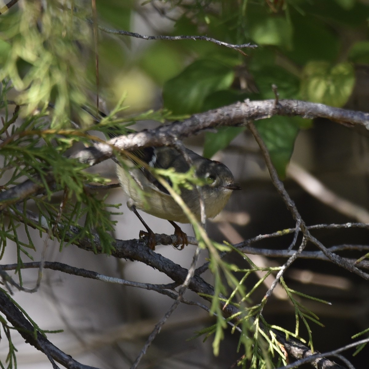 Ruby-crowned Kinglet - ML647139762