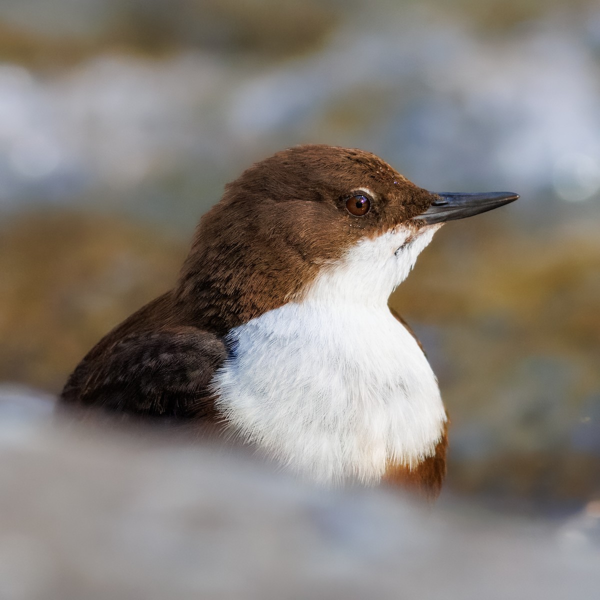 White-throated Dipper - ML647139770