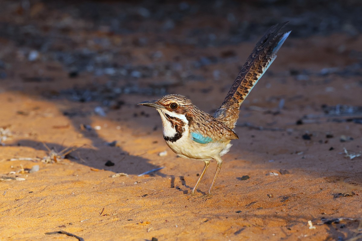 Long-tailed Ground-Roller - ML647139773