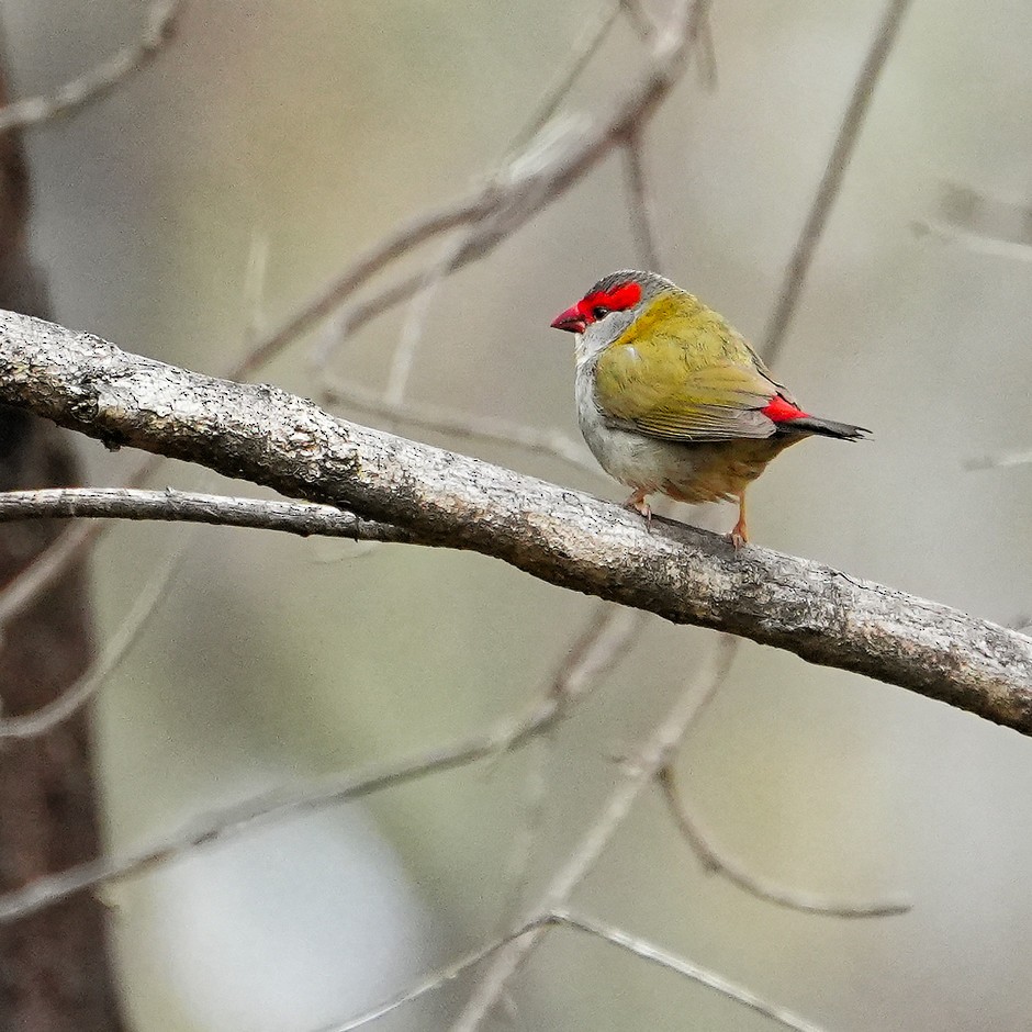 Red-browed Firetail - ML647139778