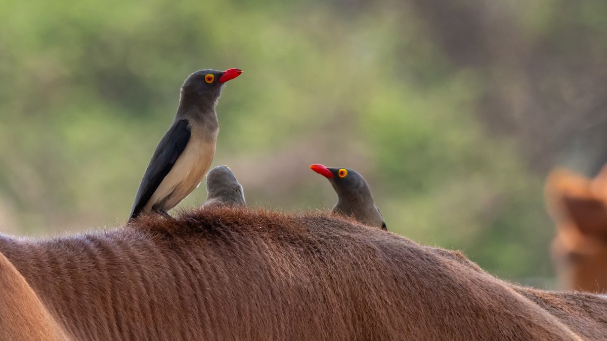 Red-billed Oxpecker - ML647139795
