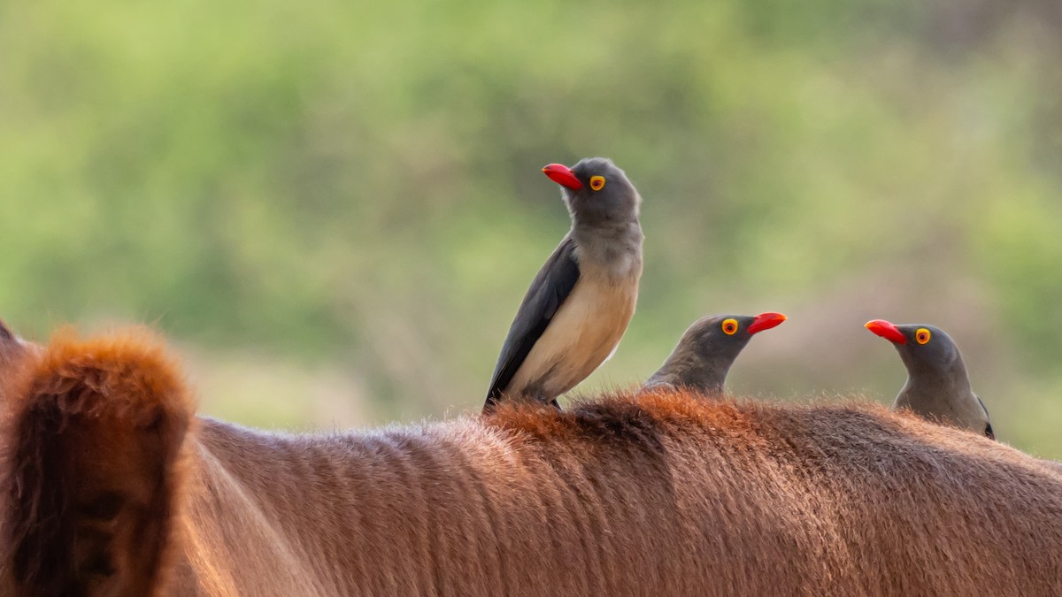 Red-billed Oxpecker - ML647139796