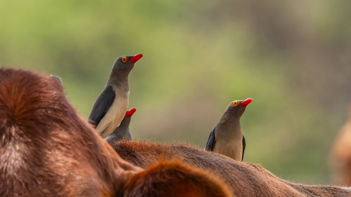 Red-billed Oxpecker - ML647139797