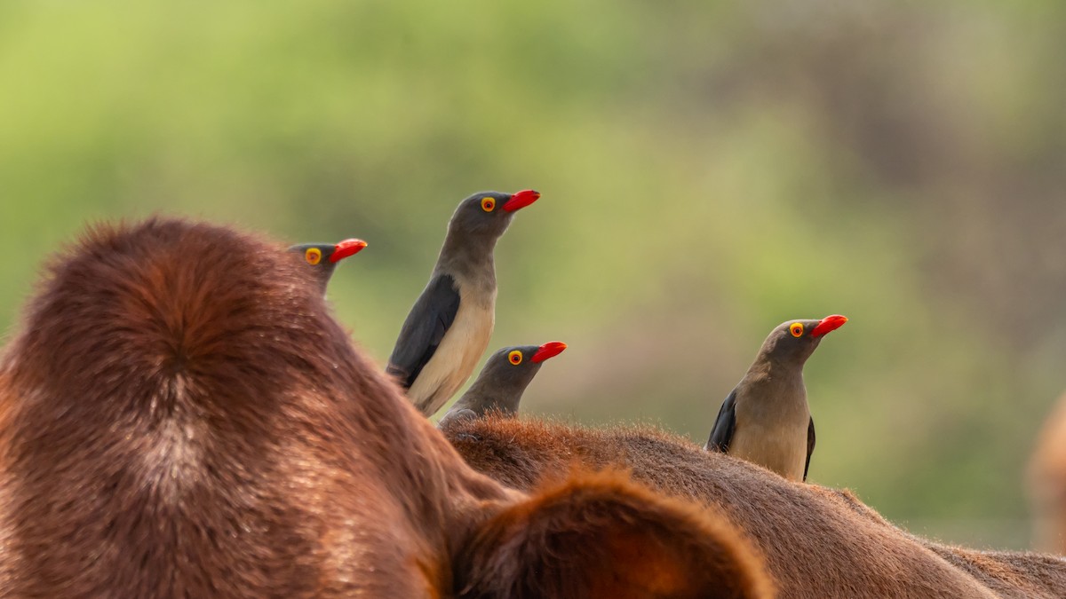 Red-billed Oxpecker - ML647139798