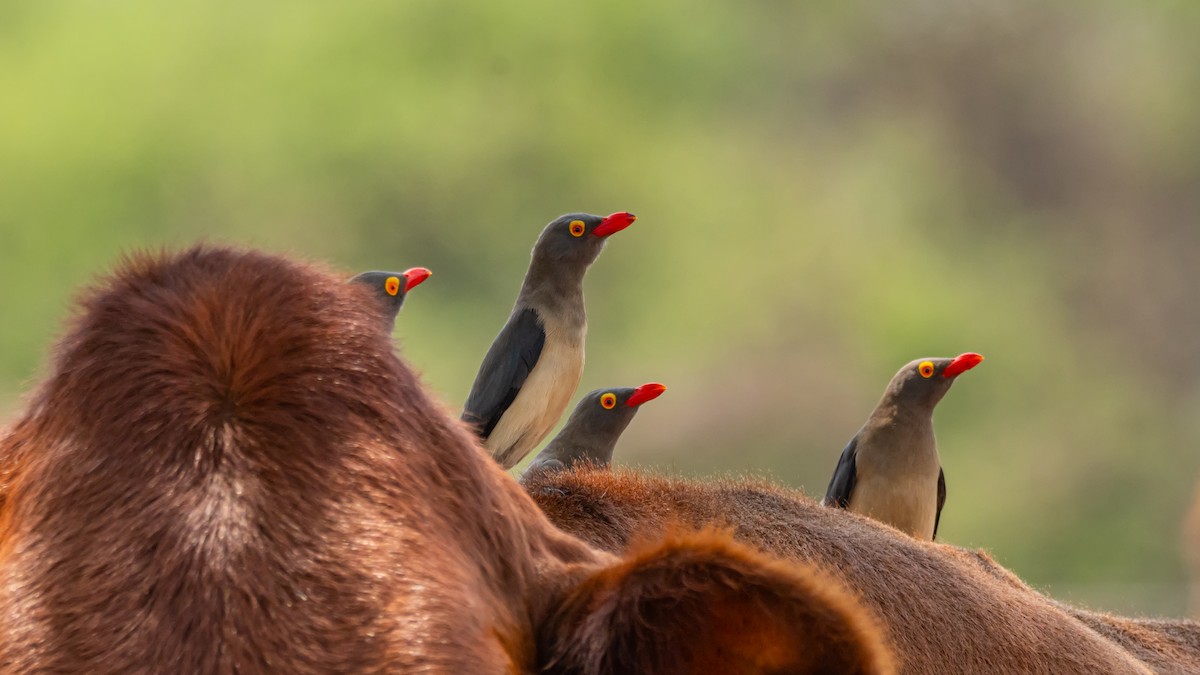 Red-billed Oxpecker - ML647139799