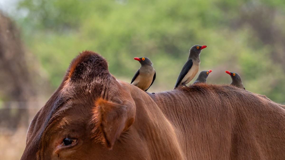 Red-billed Oxpecker - ML647139800
