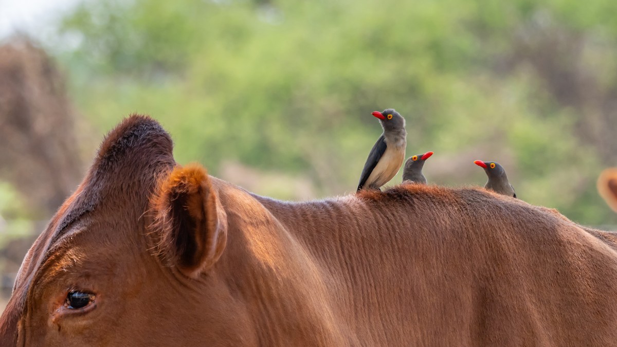 Red-billed Oxpecker - ML647139801