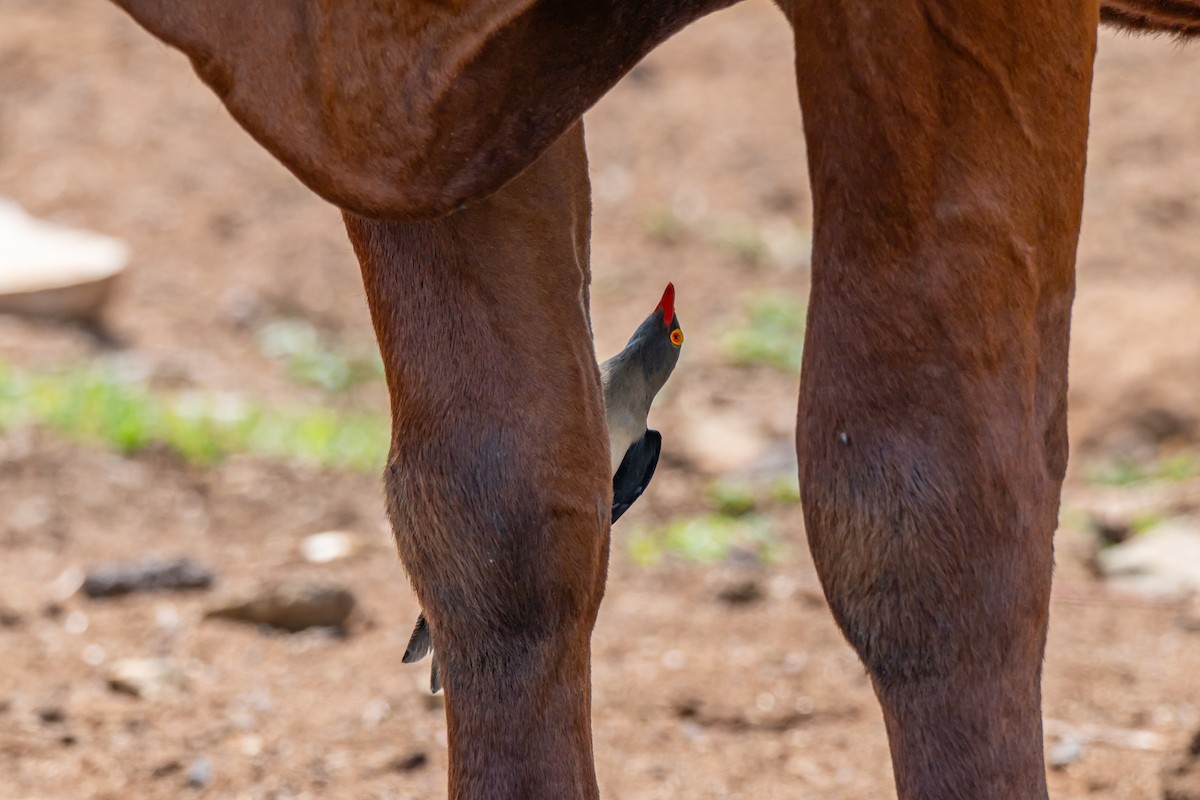 Red-billed Oxpecker - ML647139802