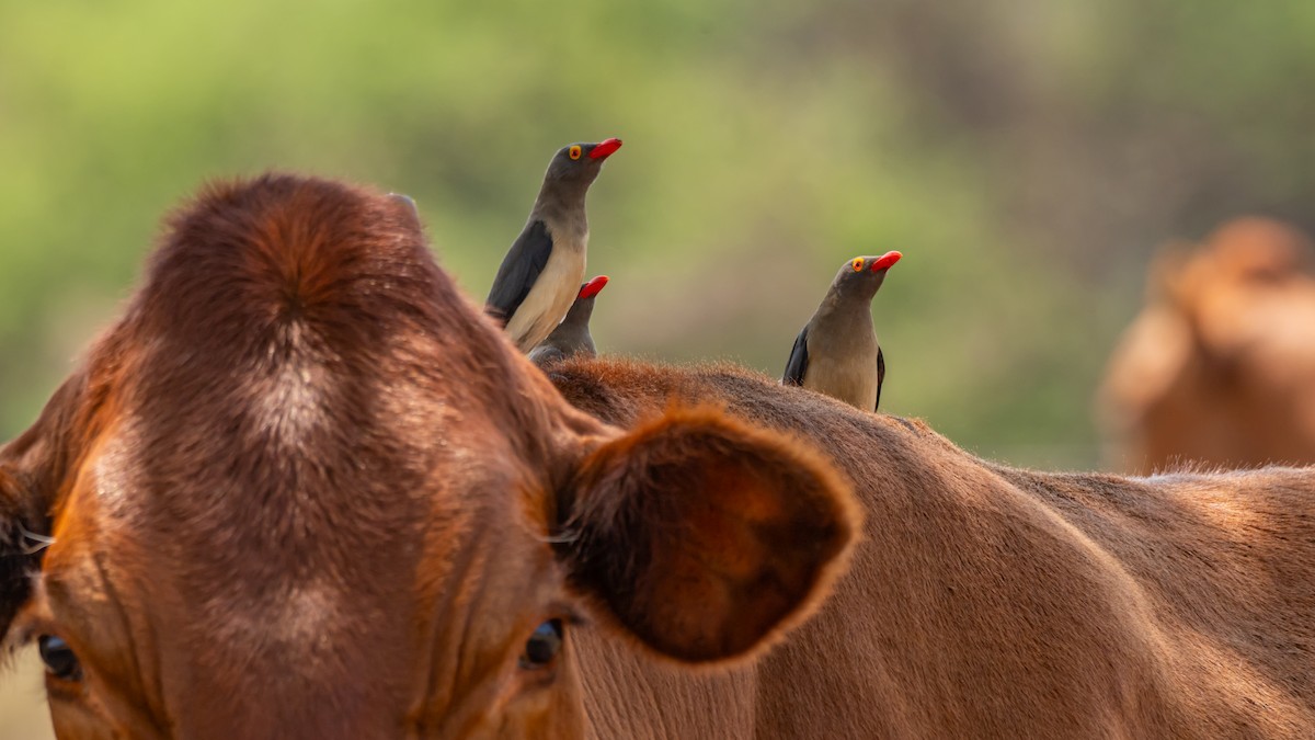 Red-billed Oxpecker - ML647139803