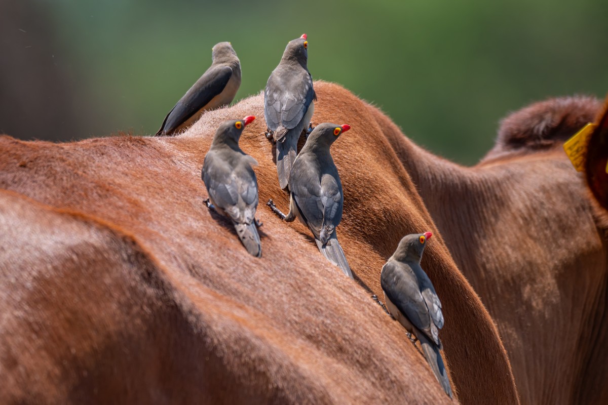 Red-billed Oxpecker - ML647139805
