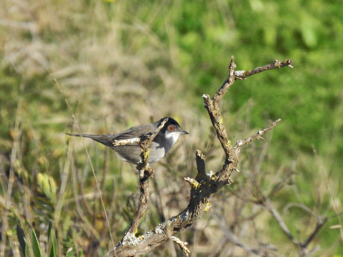 Sardinian Warbler - ML647139806