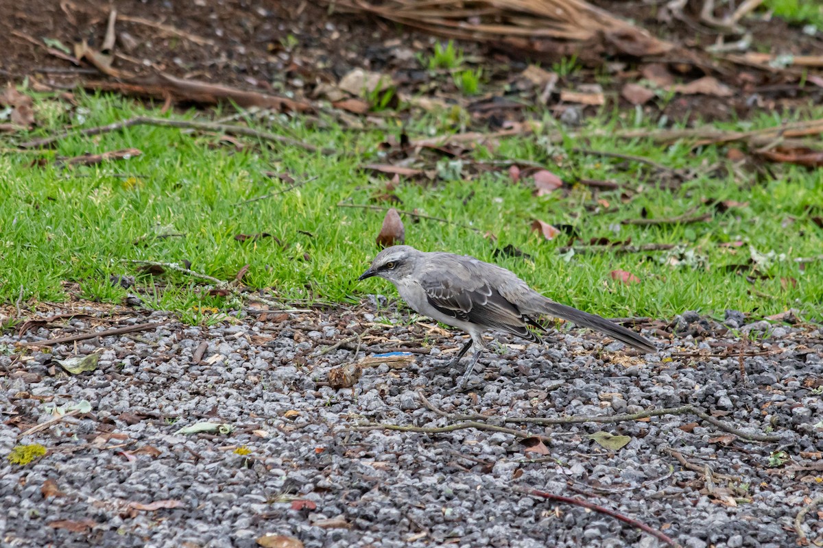 Тропический пересмешник - ML647139812