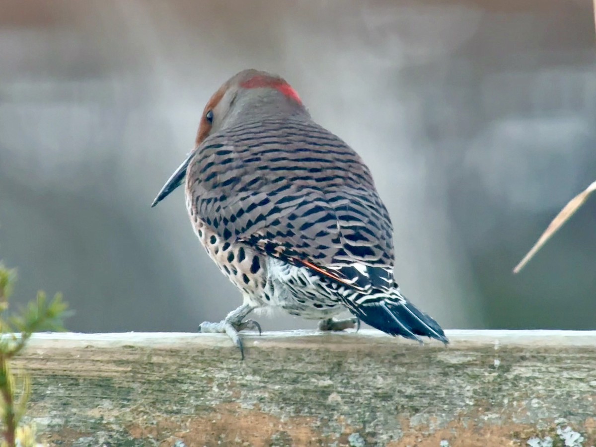 Шилоклювый дятел (luteus x cafer) - ML647139814