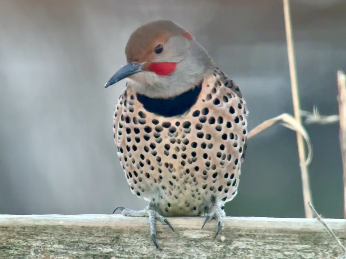 Шилоклювый дятел (luteus x cafer) - ML647139815