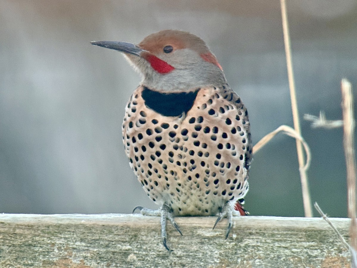 Northern Flicker (Yellow-shafted x Red-shafted) - ML647139816