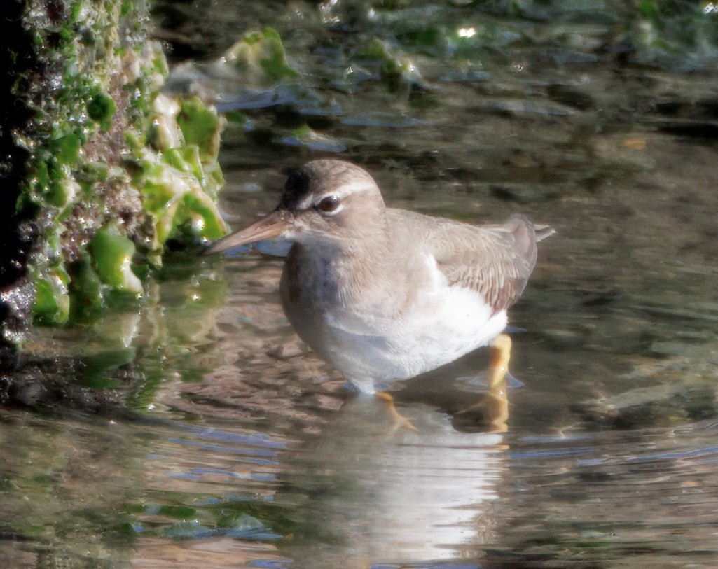 Пятнистый перевозчик - ML647139818