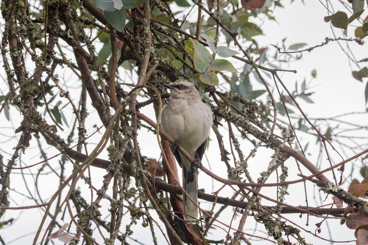 Тропический пересмешник - ML647139819