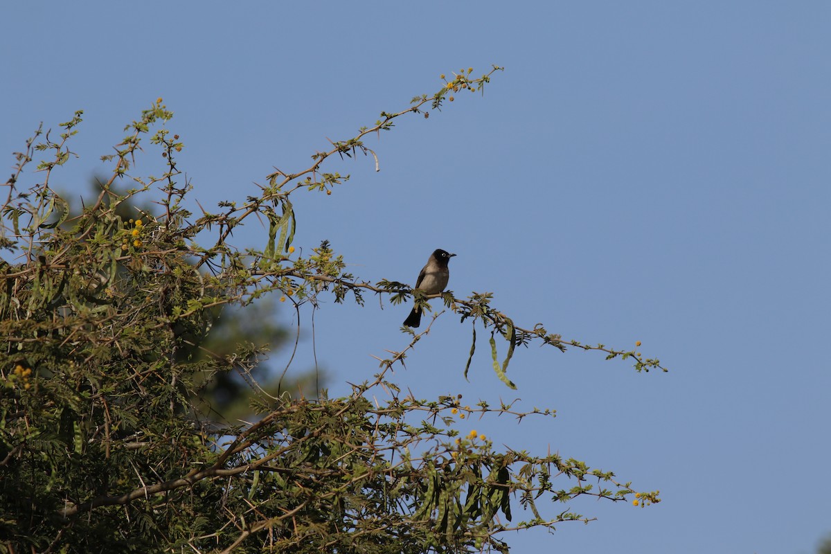 בולבול ממושקף - ML647139822