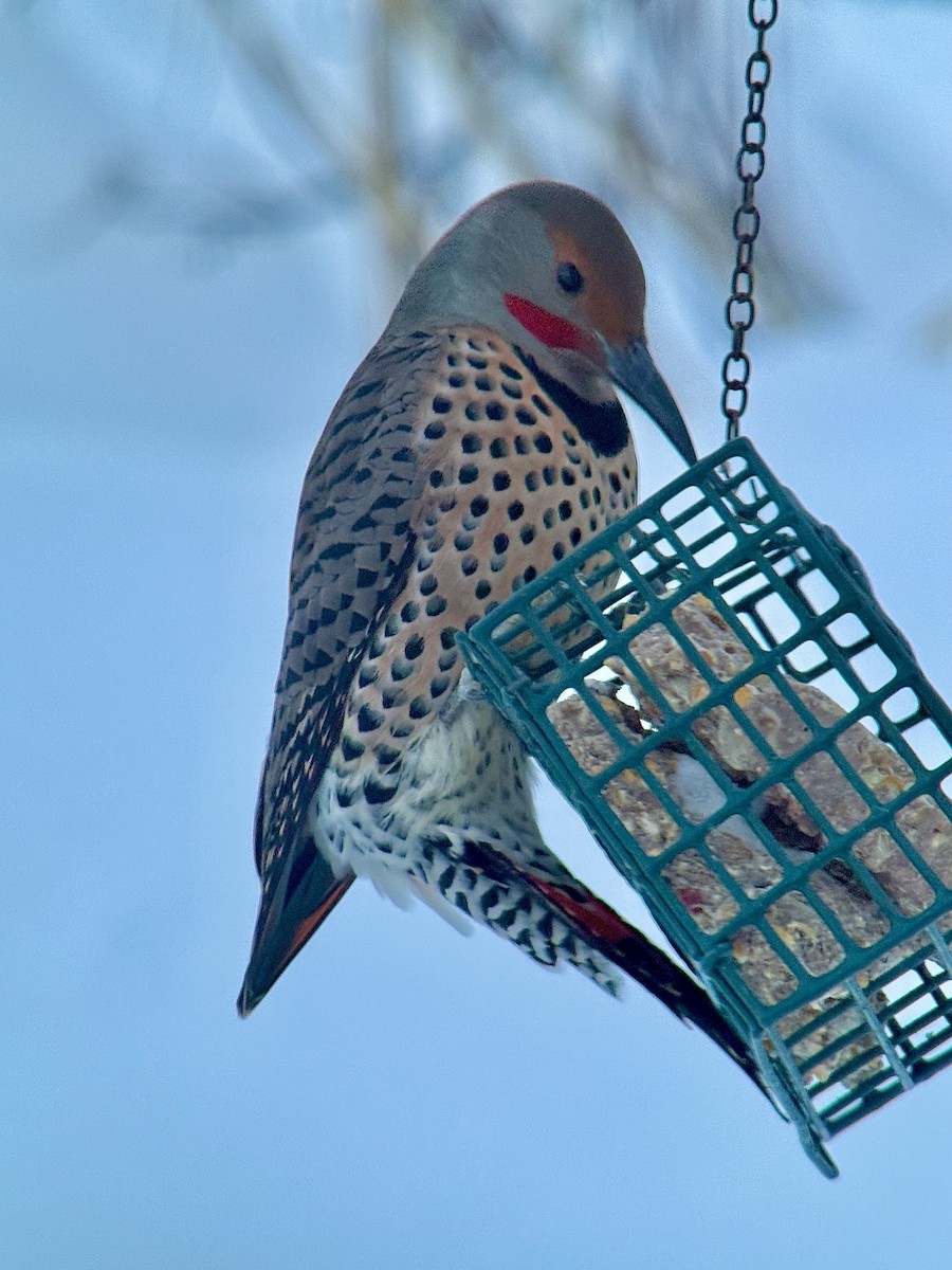 Northern Flicker (Yellow-shafted x Red-shafted) - ML647139823