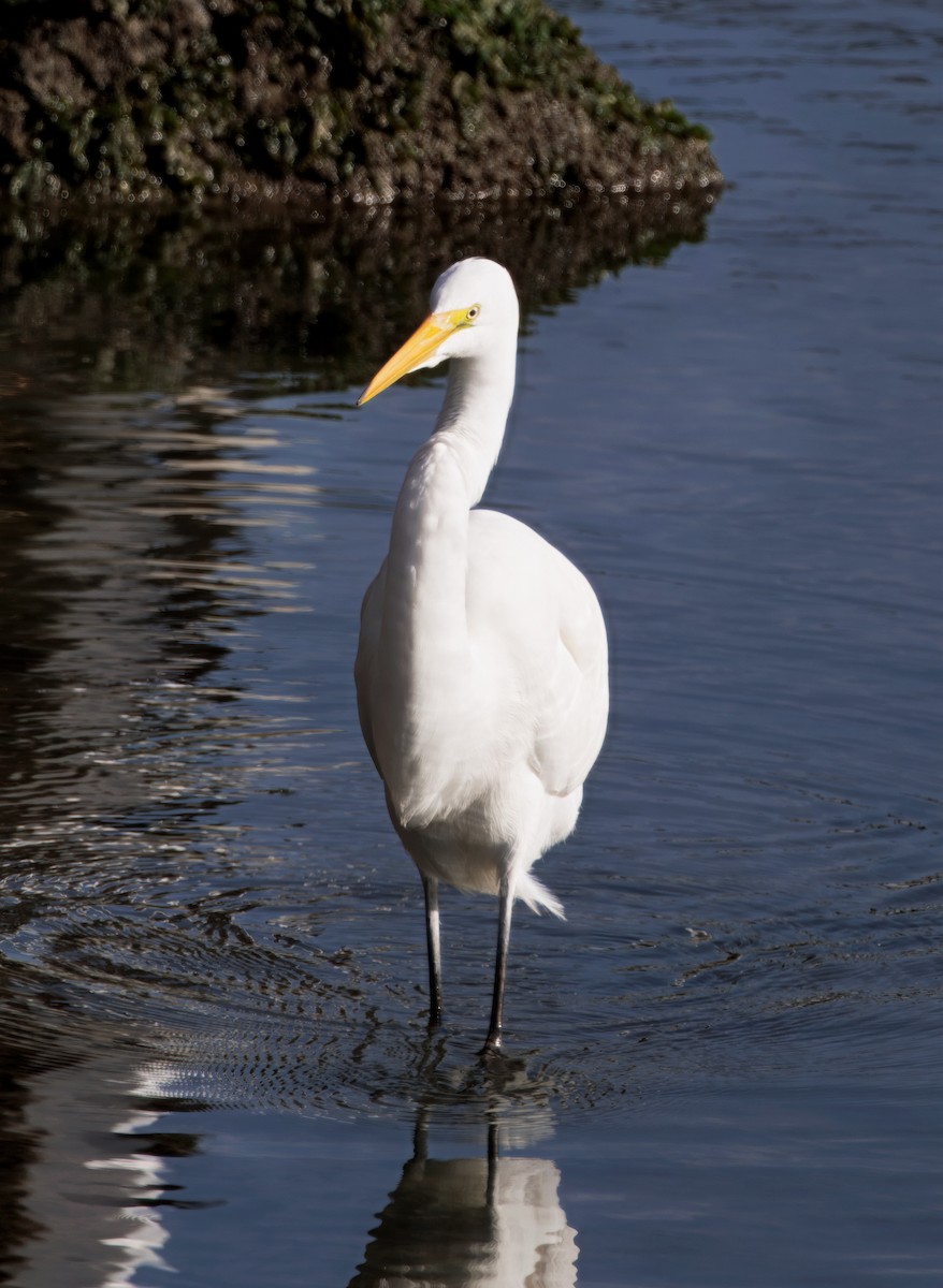 לבנית גדולה - ML647139824