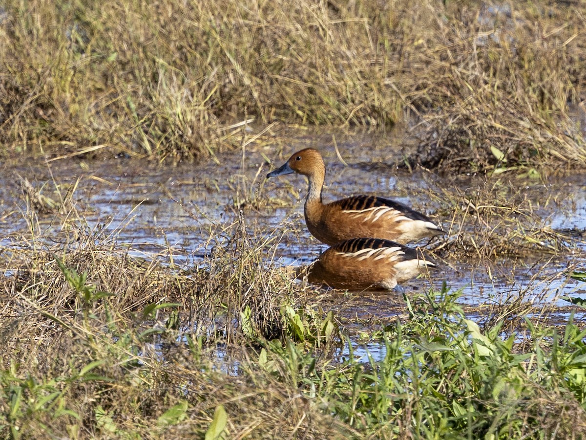 אווזון חלודי - ML647139826