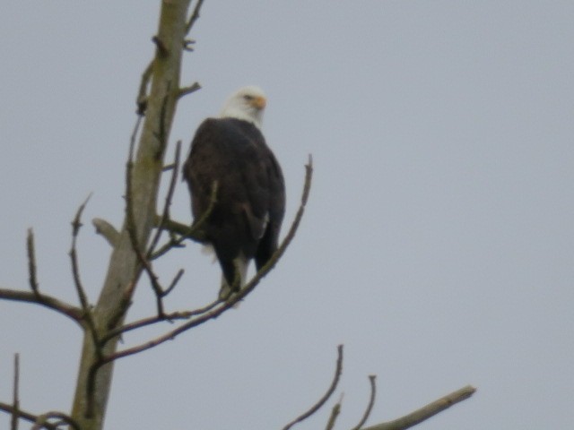 עיטם לבן-ראש - ML647139827