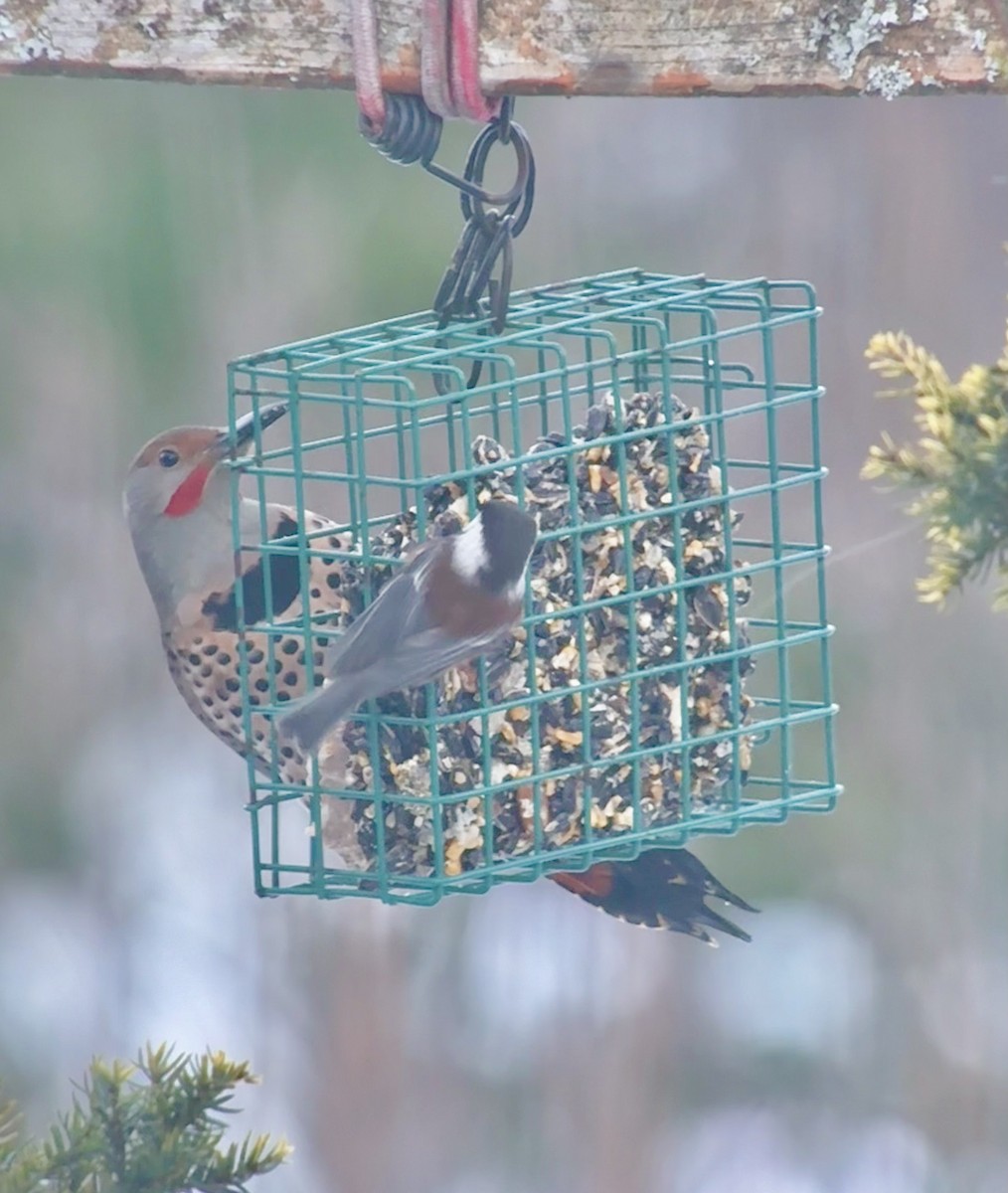 Northern Flicker (Yellow-shafted x Red-shafted) - ML647139828
