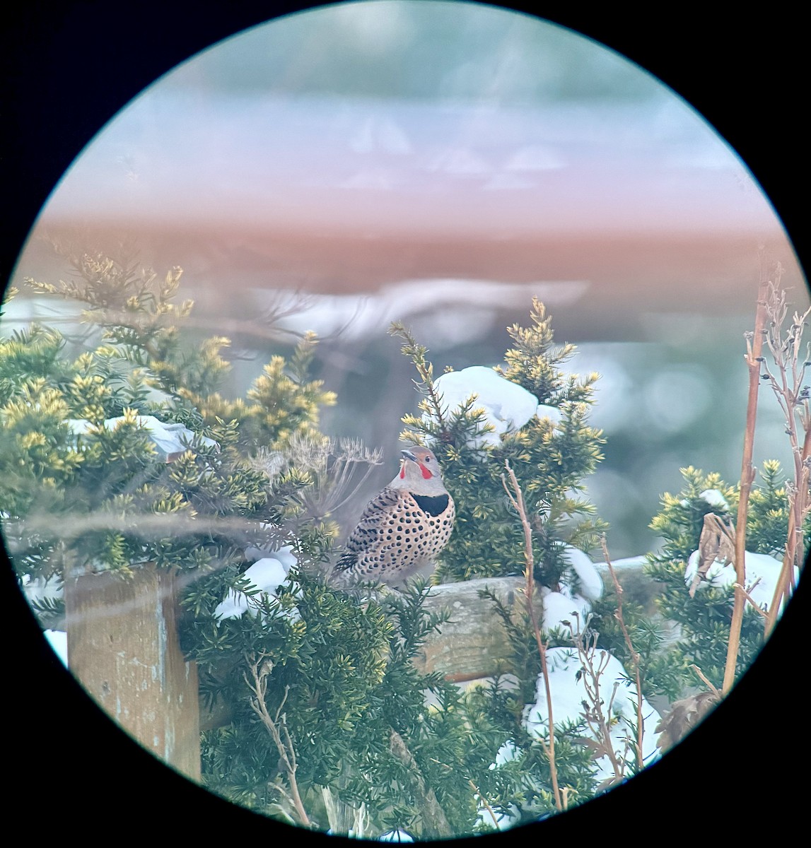 Northern Flicker (Yellow-shafted x Red-shafted) - ML647139829
