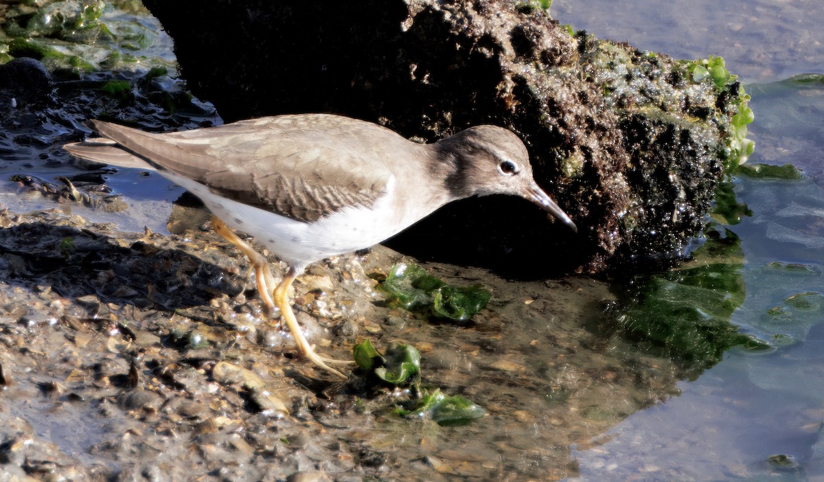 ביצנית נקודה - ML647139831