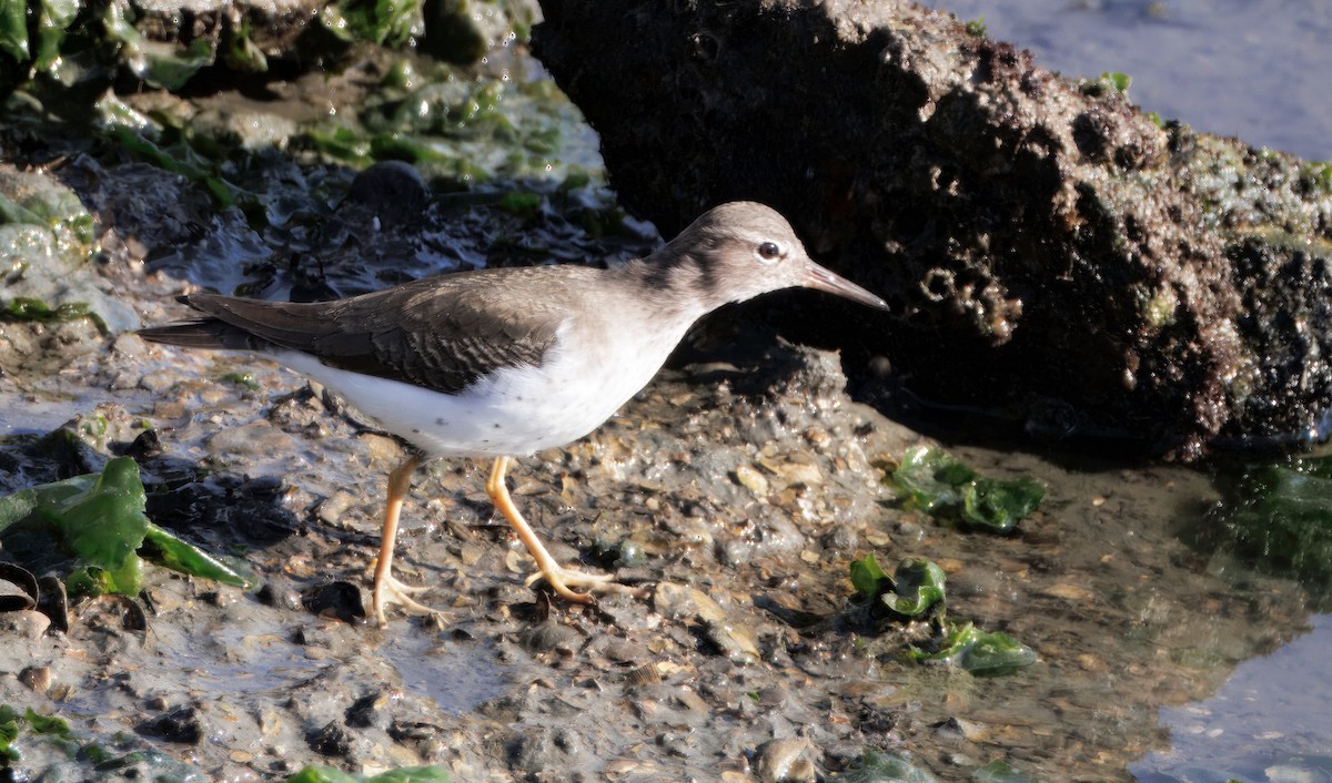 ביצנית נקודה - ML647139832