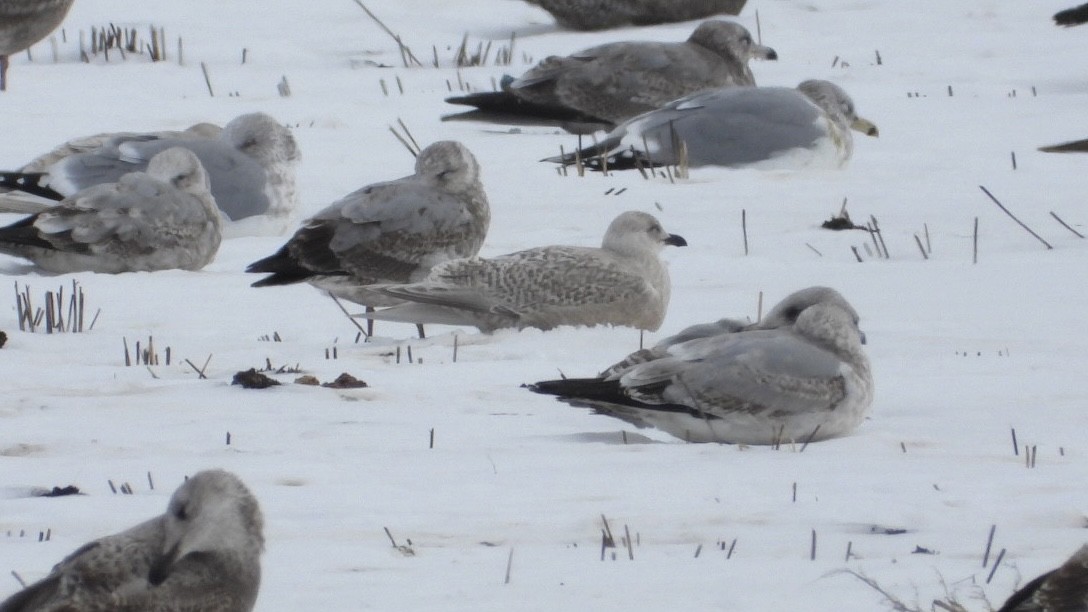 שחף איסלנדי - ML647139833