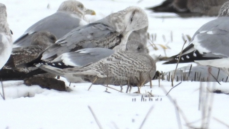 שחף איסלנדי - ML647139834