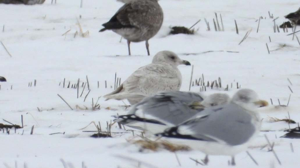 שחף איסלנדי - ML647139835