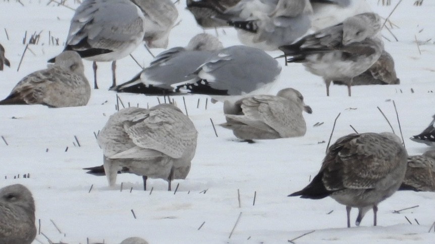 שחף איסלנדי - ML647139836