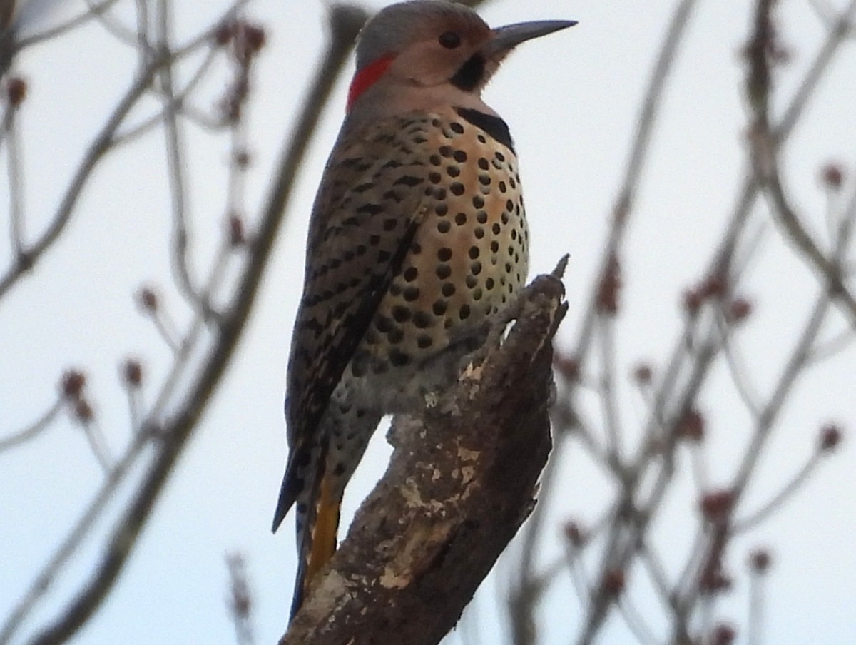 נקר צפון-אמריקני - ML647139837