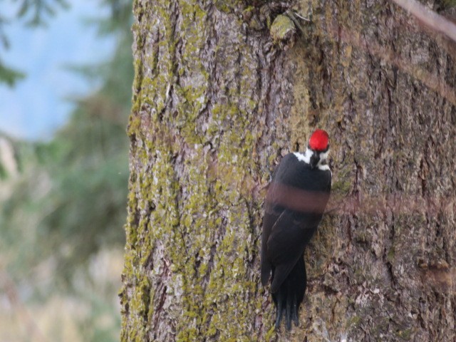 Pileated Woodpecker - ML647139838