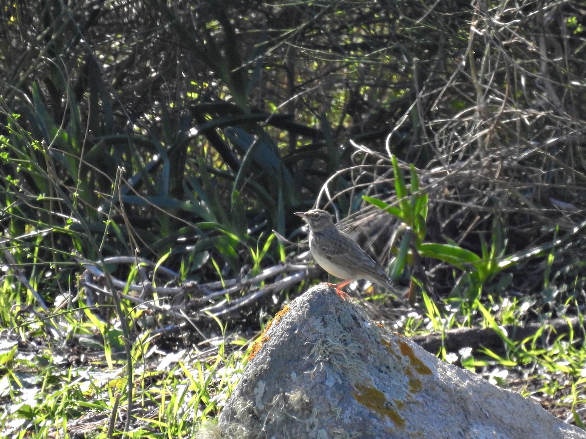 עפרוני מצויץ - ML647139839