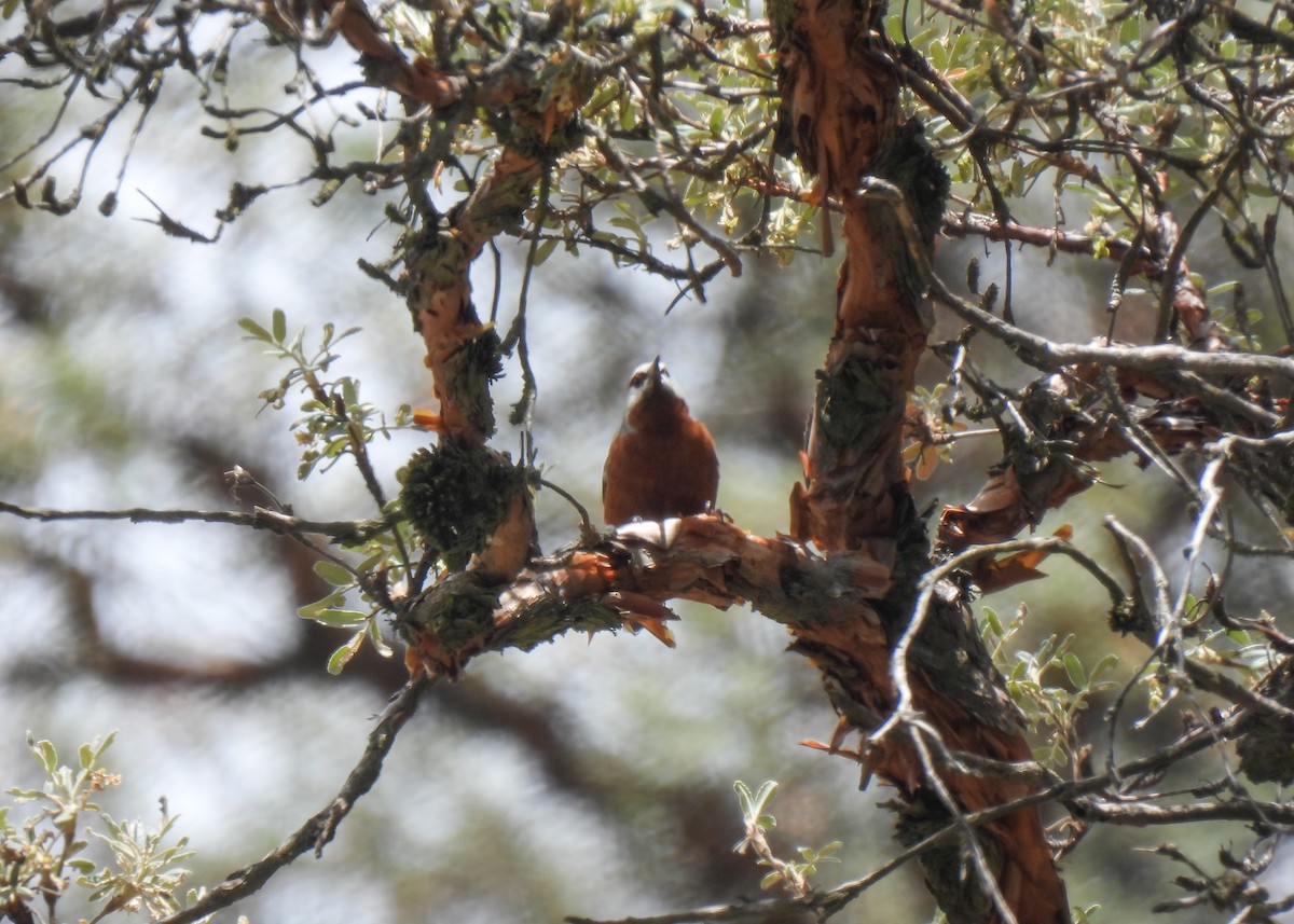 Giant Conebill - ML647139840