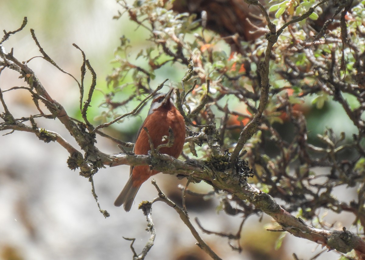 Giant Conebill - ML647139841