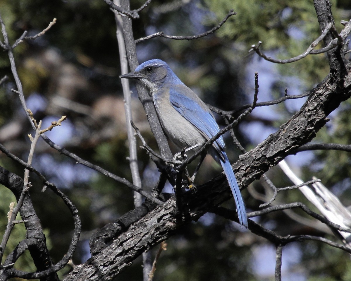 Woodhouse's Scrub-Jay (Woodhouse's) - ML647139842