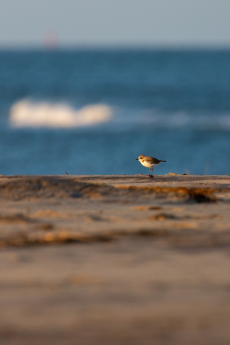 חופמי אלכסנדרי - ML647139843